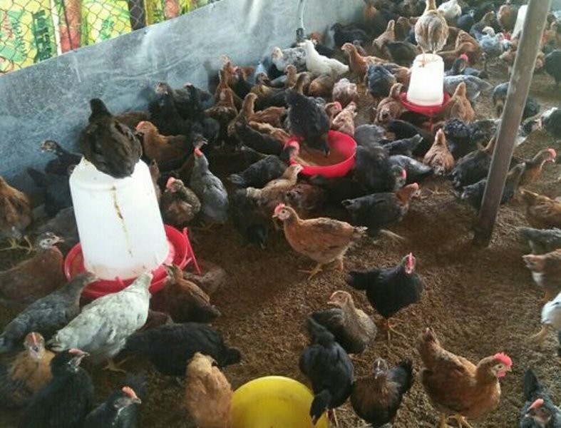 Hen farm Hen farm