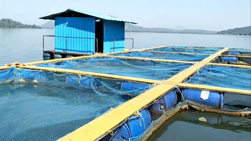 Cage Culture Fish Farming Cage Culture Fish Farming