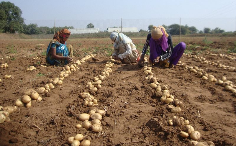Potato Farming Potato Farming