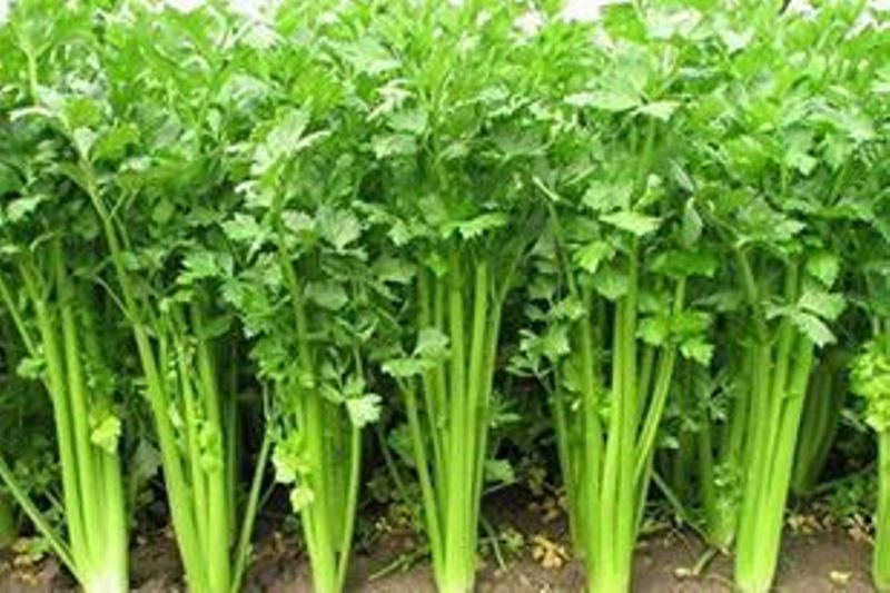 Coriander Farming Coriander Farming
