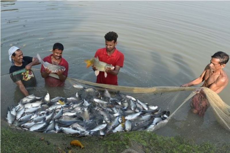 Fisheries Farming Fisheries Farming