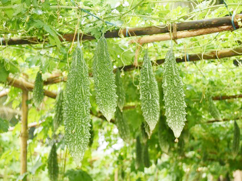 Bitter Gourd Farming Bitter Gourd Farming