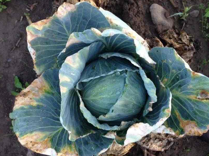 Cabbage Diseases Cabbage Diseases