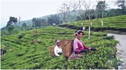 କରୋନା ଭୂତାଣୁ ମହାମାରୀ ଭାରତର ଚା' ଅମଳକୁ ହ୍ରାସ କରିଛି