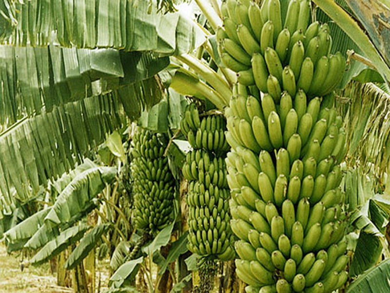 Banana Farming Banana Farming