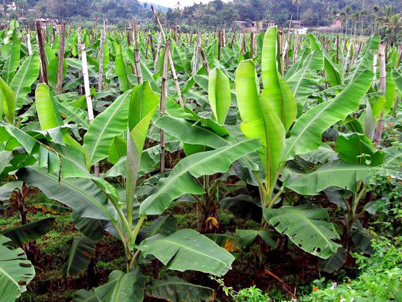 Banana Farming Banana Farming