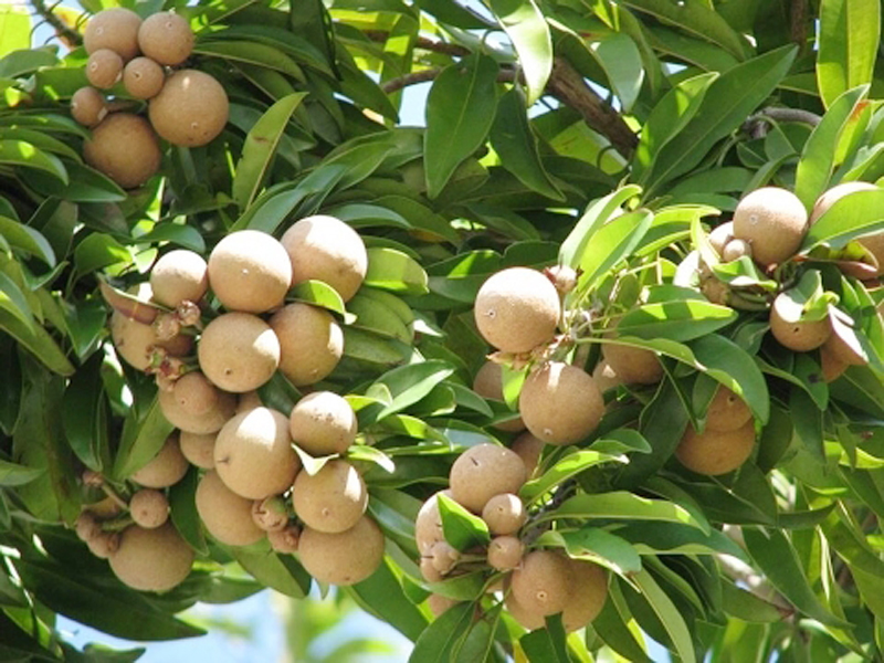 Sapeta Fruit Sapeta Fruit
