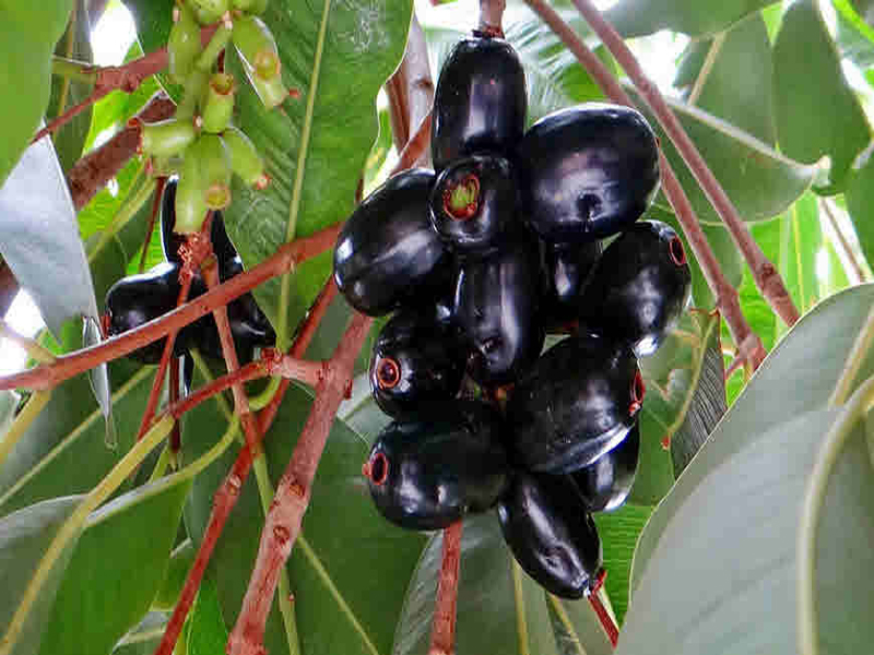 Jamun Jamun