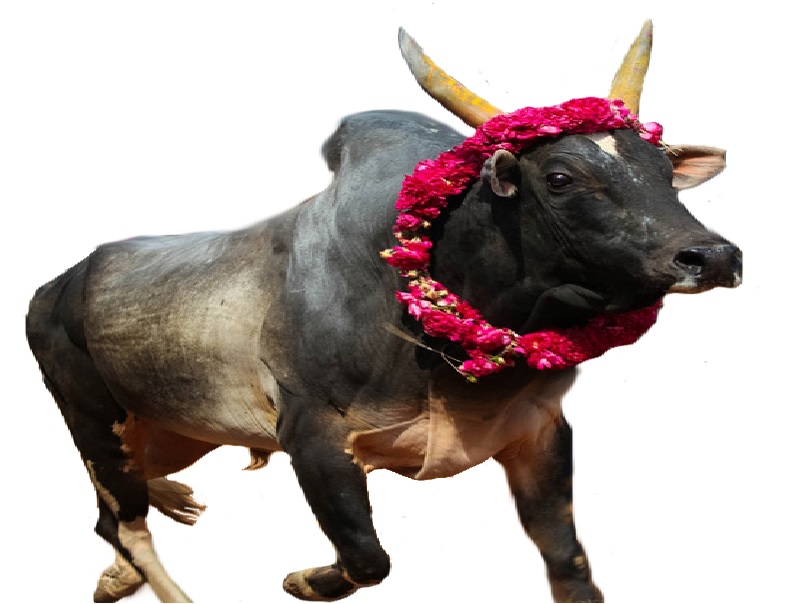 Bull of Jallikattu Bull of Jallikattu