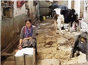 ଗୋବର ଗଡ଼ିଆ କଇଁ: ସୋନାଲ୍ ଶର୍ମା