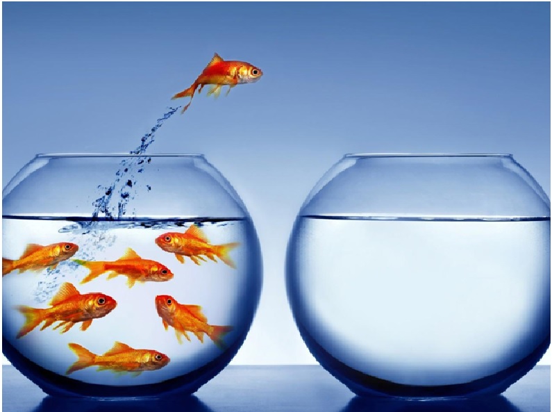 Aquarium maintenance Aquarium maintenance