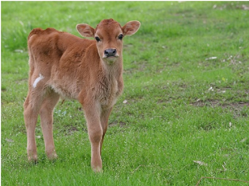 Calf care Tips Calf care Tips