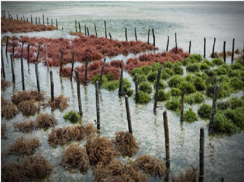 Seaweeds Farming in Odisha Seaweeds Farming in Odisha