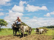 ଓଡ଼ିଶାର ଆୟ ଉପରେ କରୋନା ପାହାର; କମିଗଲା କି କୃଷି ପାଇଁ ବ୍ୟୟବରାଦ !