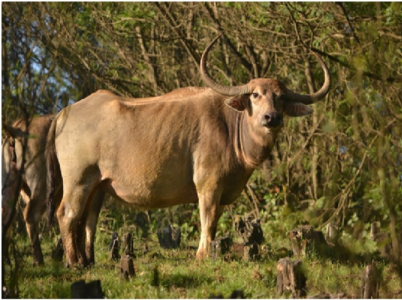 Toda Buffallo Toda Buffallo