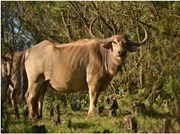 ପାହାଡ଼ୀ ପ୍ରଜାତିର ମଇଁଷି: ଟୋଡା ମଇଁଷି