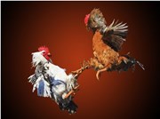 ଖେଳ ହୋଇଗଲା କାଳ: ଗଞ୍ଜା ଲଢ଼େଇ