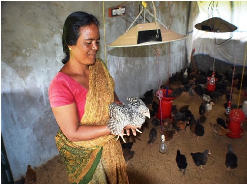 Poultry farming by Women Poultry farming by Women