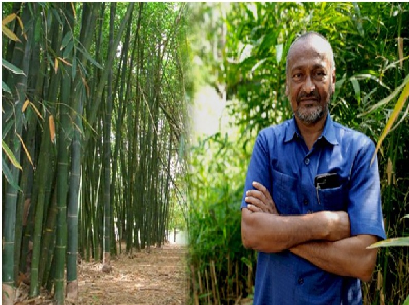 Bamboo farmer of Odisha Bamboo farmer of Odisha