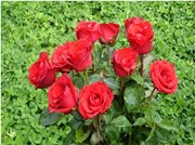 ହସ ଆଣିଦେଲା ଫୁଲ ବଗିଚା !!