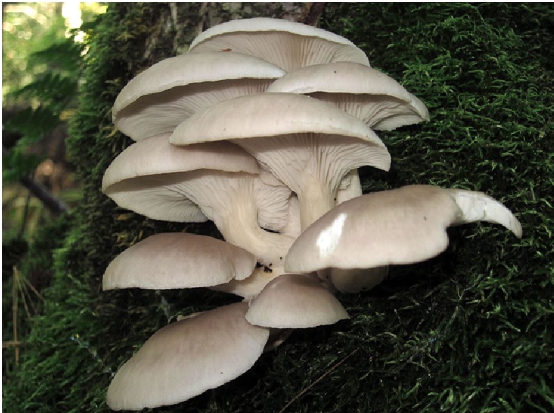 Mushroom farming in Odisha Mushroom farming in Odisha