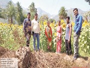 ଆଦିମ ଜନଜାତିଙ୍କୁ ରାହା ଦେଖାଇଛି ସୂର୍ଯ୍ୟମୁଖି