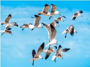 ପକ୍ଷୀ ଫେରୁଛନ୍ତି ନୀଡ଼କୁ ...