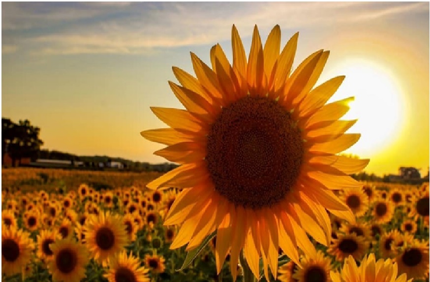 Sunflower Farming Sunflower Farming