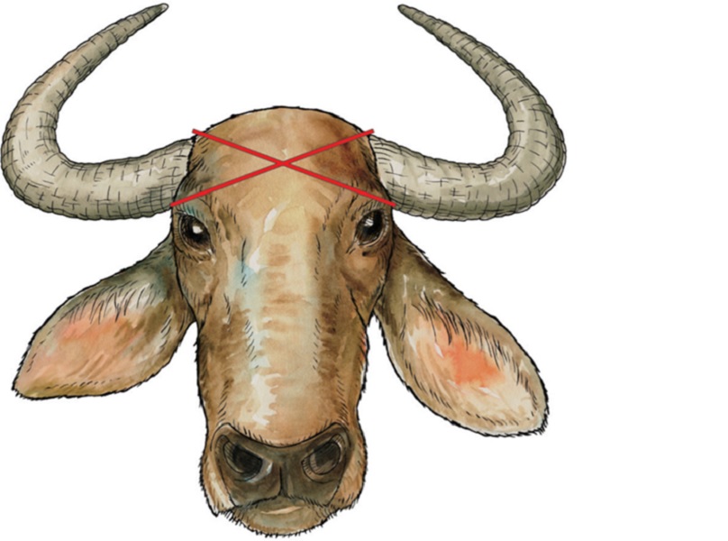 Cow death by hunter's bomb Cow death by hunter's bomb