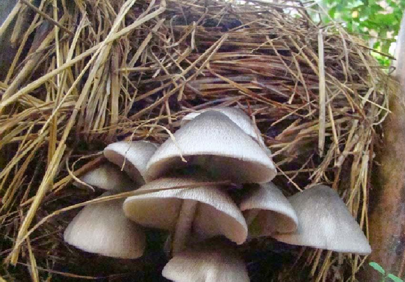 Commercial Mushroom Cultivation Commercial Mushroom Cultivation