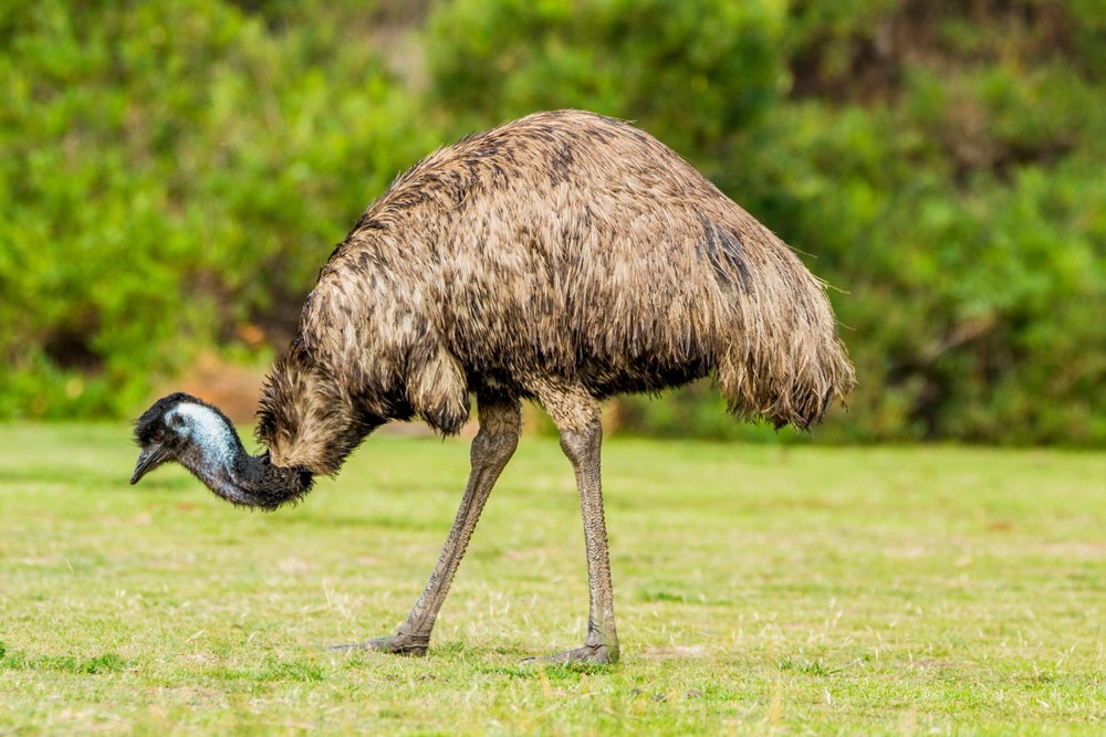 Tasty Meat of Emu Tasty Meat of Emu