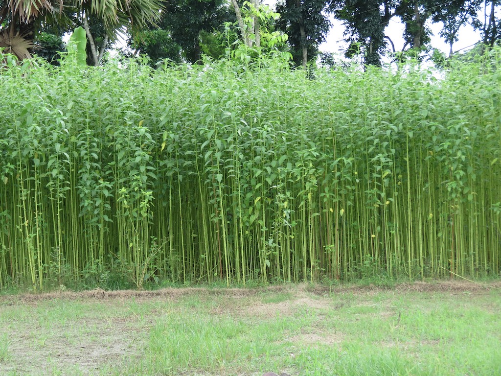 More about Jute Farming More about Jute Farming