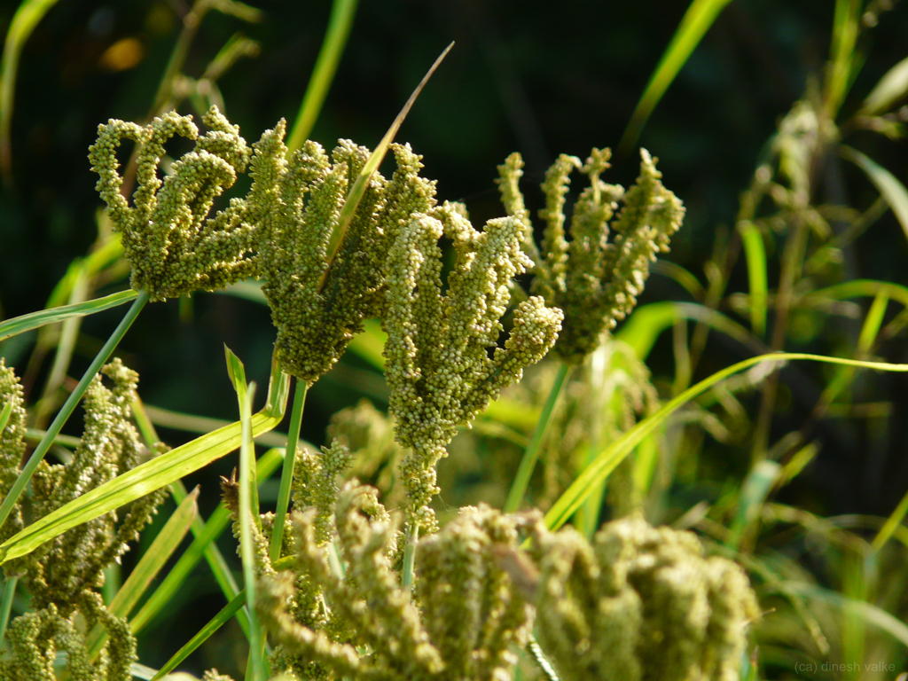 Process of Finger Millet Farming Process of Finger Millet Farming