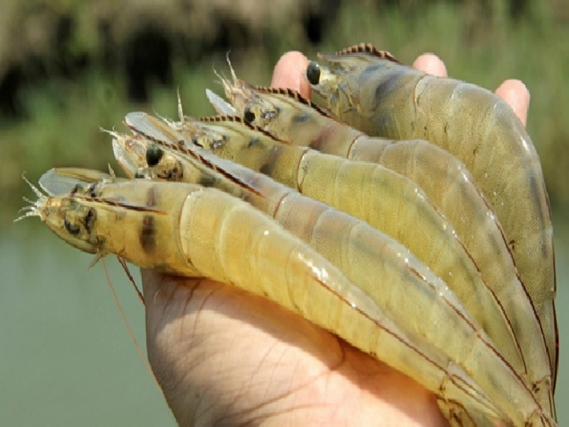 Benefits of Prawn Farming Benefits of Prawn Farming