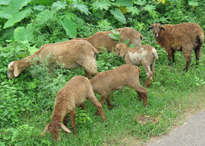 Top grade Kendrapada Red Sheep Top grade Kendrapada Red Sheep