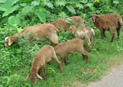 କେନ୍ଦ୍ରାପଡ଼ାର ନାଲି ମେଣ୍ଢା, ଏବେ ଶୀର୍ଷରେ...  