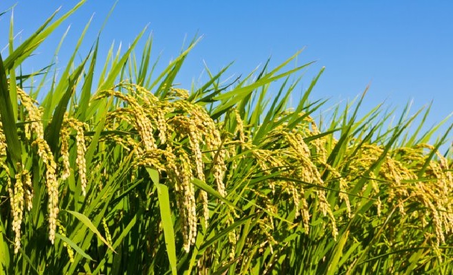 Shallow land Paddy Cultivation Shallow land Paddy Cultivation