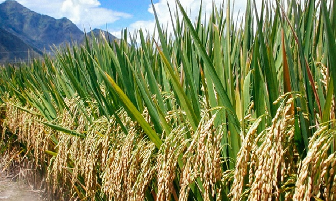Paddy Cultivation Paddy Cultivation