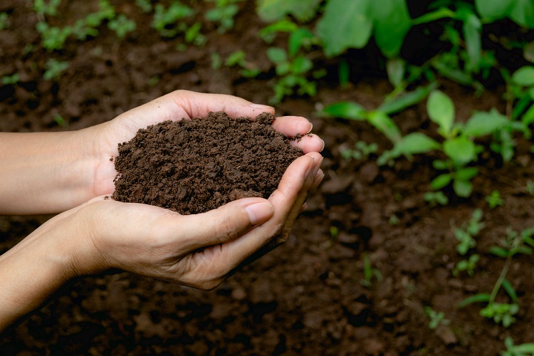 Soil for Crop Soil for Crop