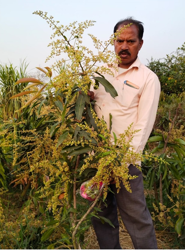 Mango Man Kisan Suman