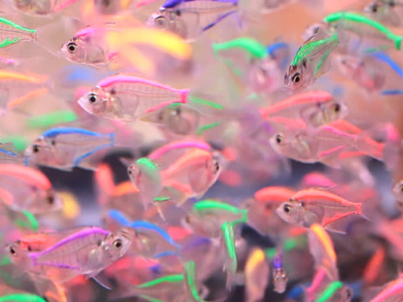 Colored Fish Business Colored Fish Business