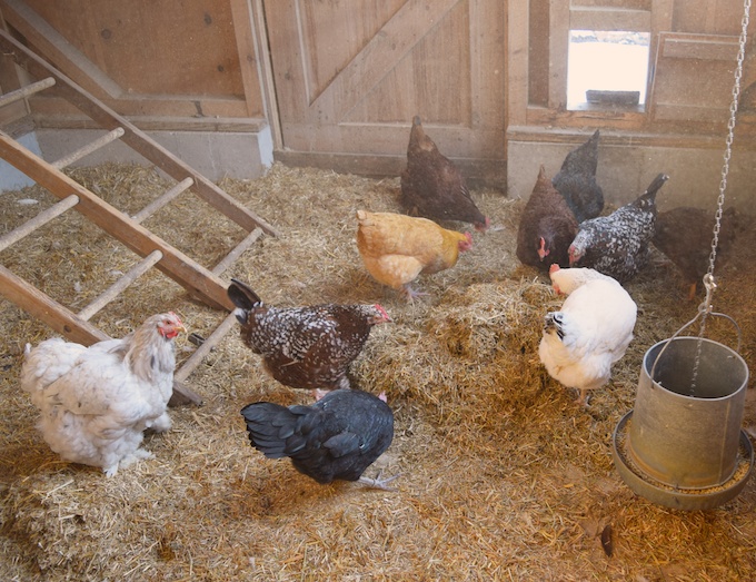 Poultry Farming Poultry Farming