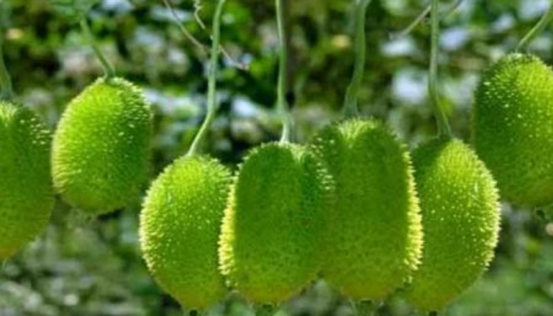 Spine gourd farming Spine gourd farming
