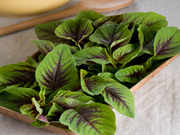 ବ୍ୟବସାୟିକ ପ୍ରଣାଳୀରେ ଶାଗ ଚାଷ !!