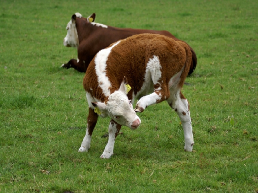 Animal Husbendry Animal Husbendry