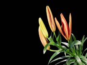 ଲିଲିୟମ୍ ଫୁଲ ଚାଷ ସମ୍ବନ୍ଧରେ କିଛି ଉପାଦେୟ ତଥ୍ୟ