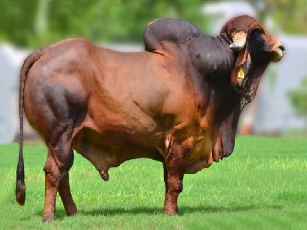 Gir Bull Gir Bull