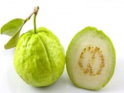 ଲାଭଦାୟକ ପିଜୁଳୀ ଚାଷ !! 