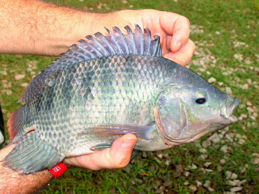 Tilapia Fish Tilapia Fish