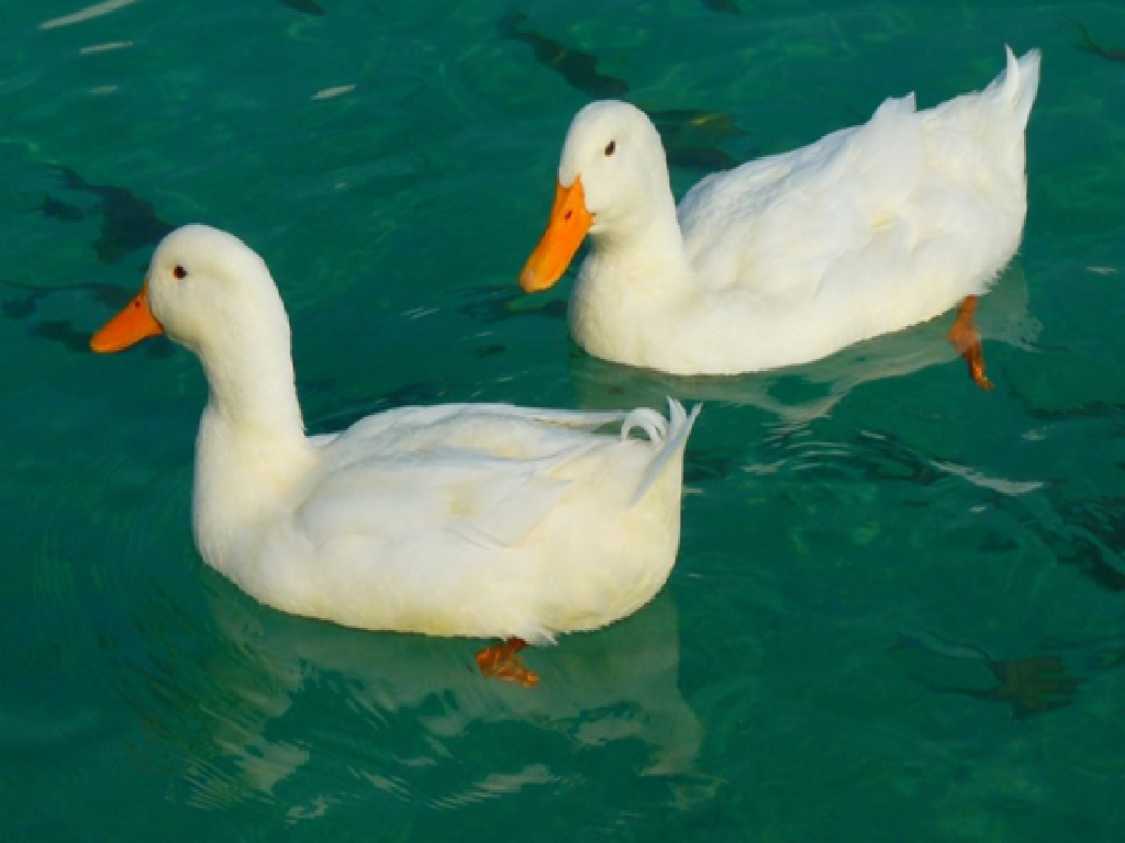 Duck Farming Duck Farming